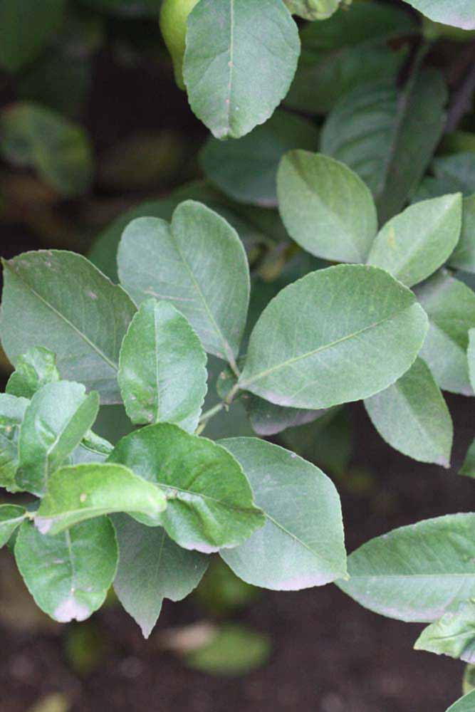               Shade leaves (Monroe, Riverside,   CA)   